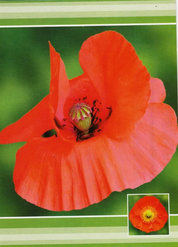 Blank Greeting Card with Red Flower