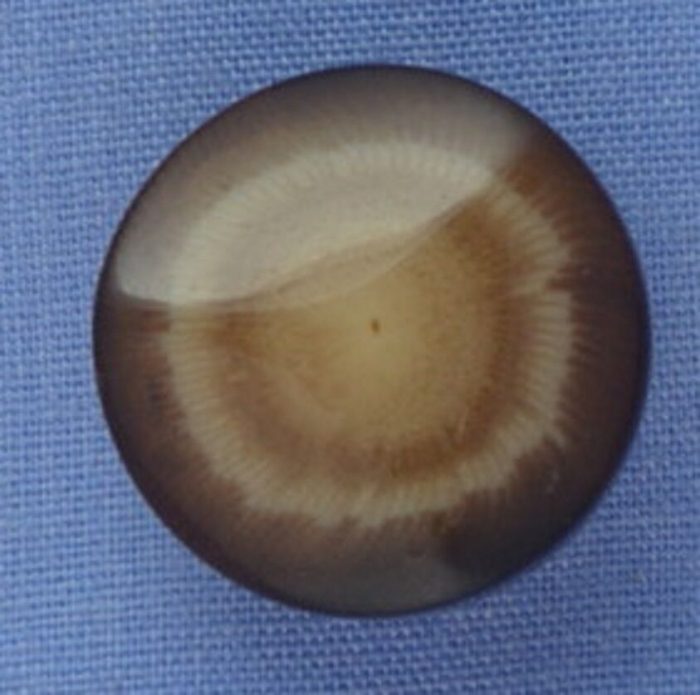 16mm Cream / Brown Contoured Shank Button